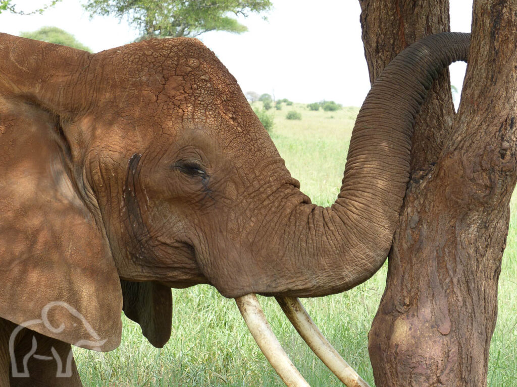 close up van een olifant die zijn slurftegen een boom houdt