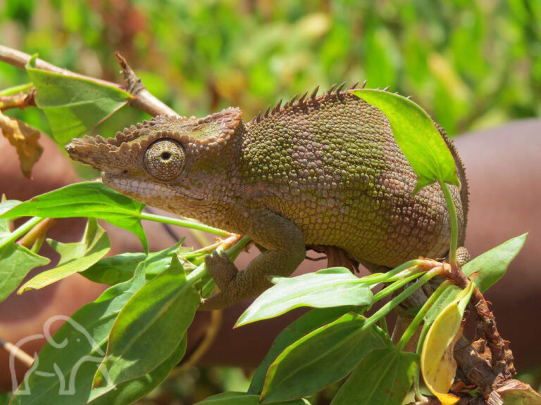 close up van een kameleon met putting neusje op een groene tak