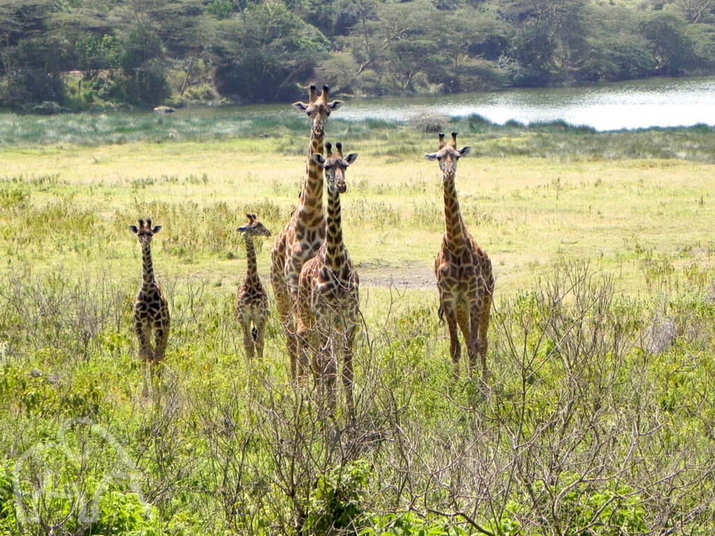 familie van 3 grotere giraffen en twee kleine girafjes stilstaand in het gras kijken je allemaal aan