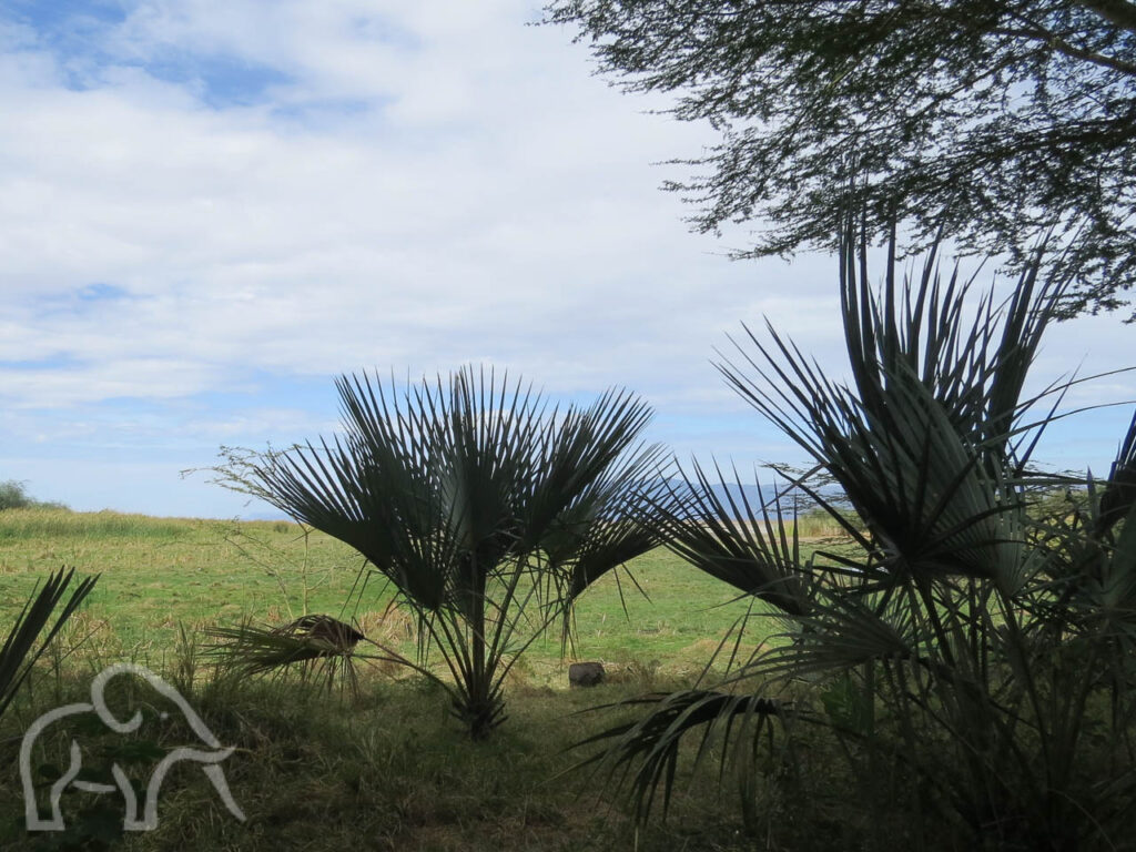 palmbomen op de voorgrond met daarachter grasland
