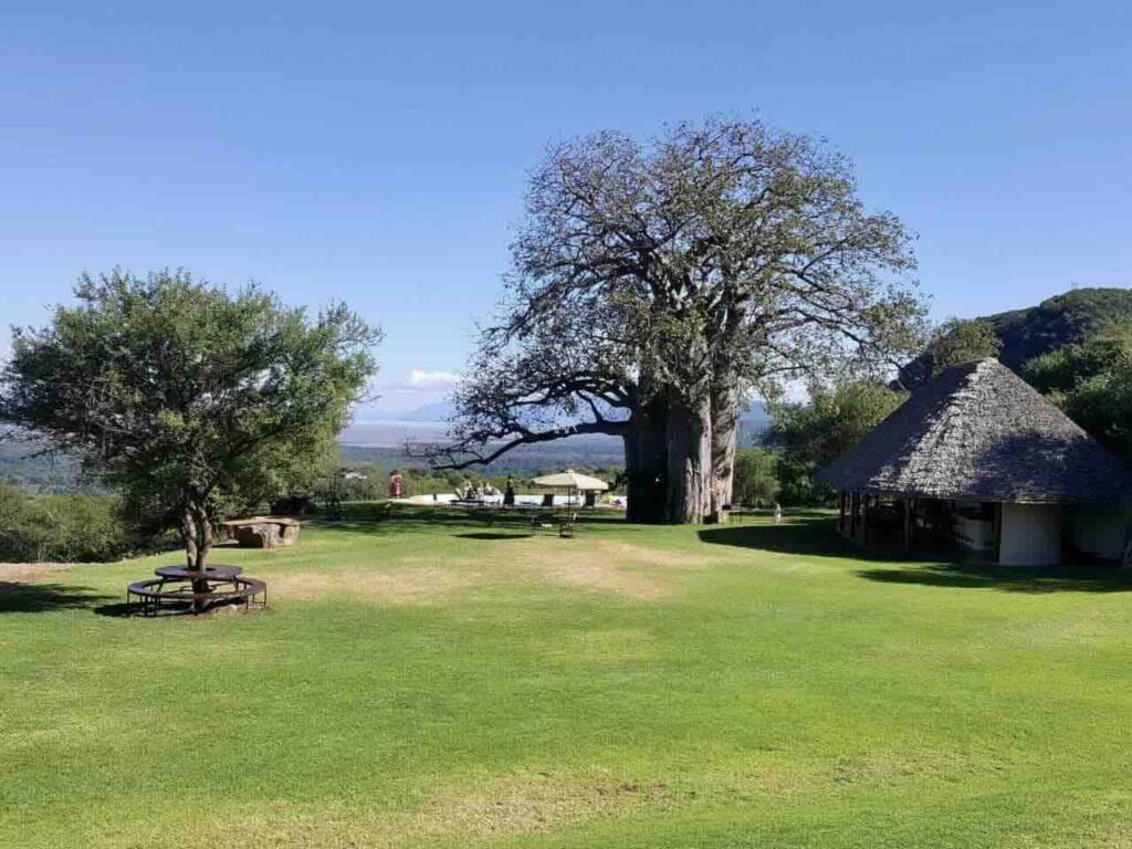 groen vlak grasveld met een restaurant rechts een grote baobab en daar achter een zwembad met prachtig uitzicht over manayara bij de Migombani campsite