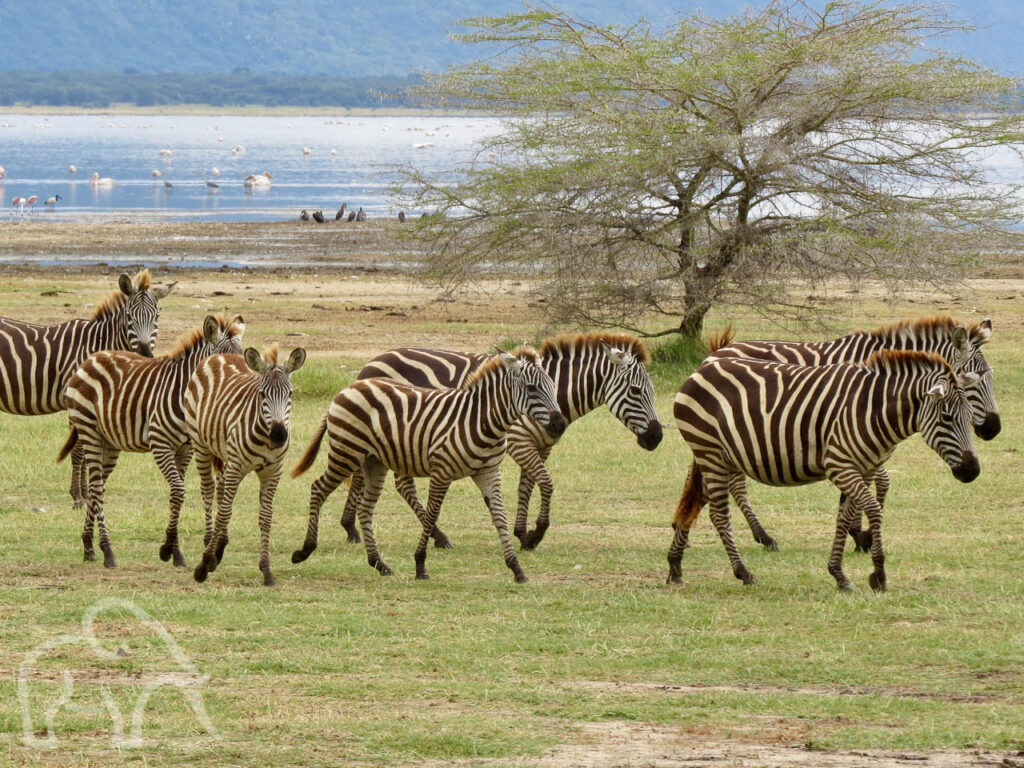 lopende zebra's aan de oevers van Lake Manyara