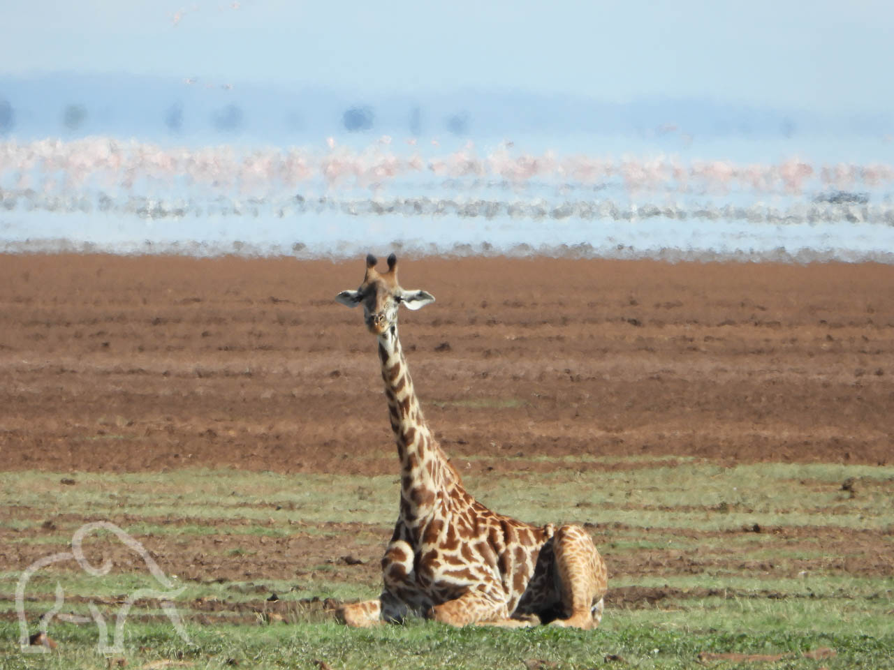grappig een liggende giraf met zijn lange nek en hoofd nog omhoog aan de oever van lake manyara met daarin veel vogels