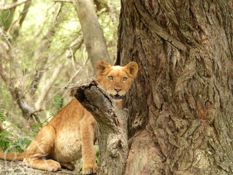 ouder welpje in een boom je recht aankijkend safari reis