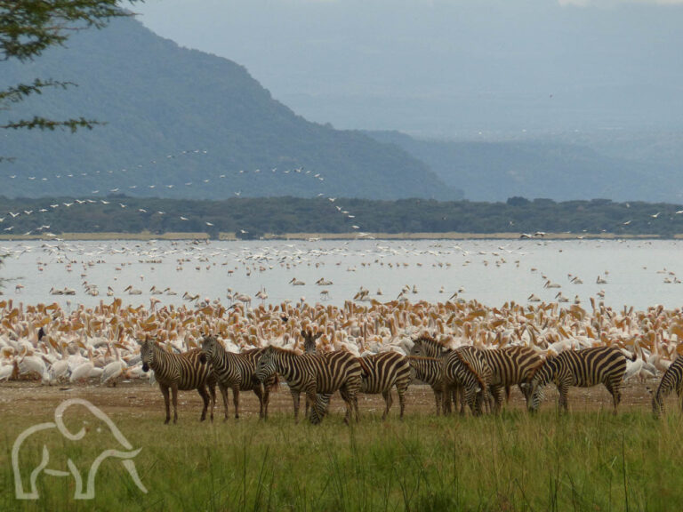 spectaculair hoeveelheid vogels in lake Manayara waardoor de bijna wit kleurt met daarvoor aan de oever een groep zebra's