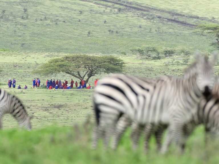 in een heuvelachtig groen gebied bij ngorongoro met vage zebra's op de voorgrond verderop onder een boom een grote groep masai mannen in meeting