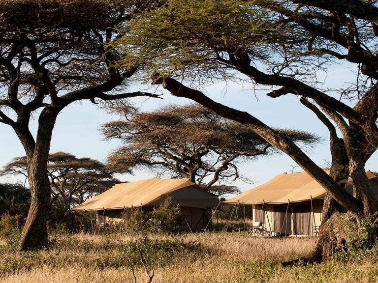 dor gras met twee acaciabomen met daartussen twee canvas beige tenten in de serengeti