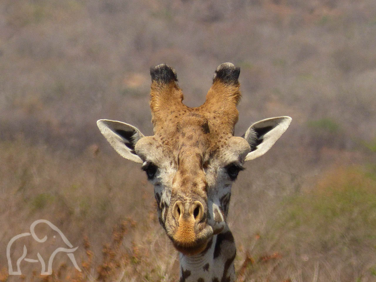 close up van het hoofd van een giraf ons recht aankijkend