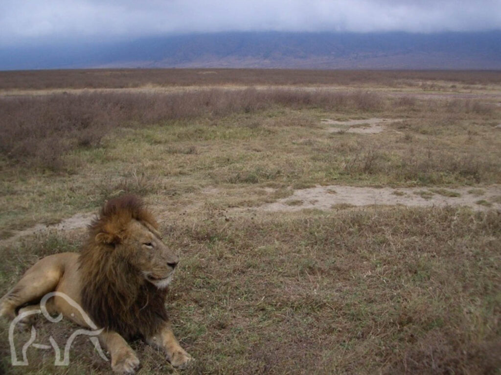 net wakker geworden leeuw in de krater van Ngorongoro