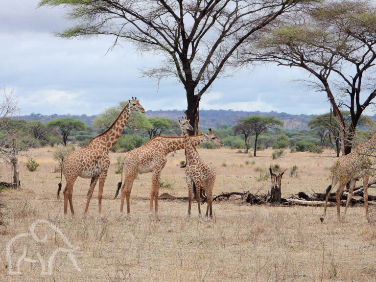 drie giraffen in een droog landschap met hier en daar een boom in Ruaha