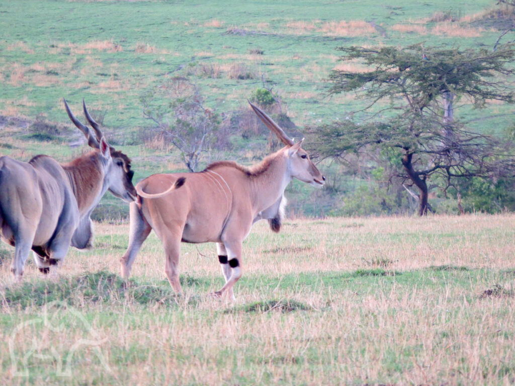 rennende elanden door het gras op de Serengeti
