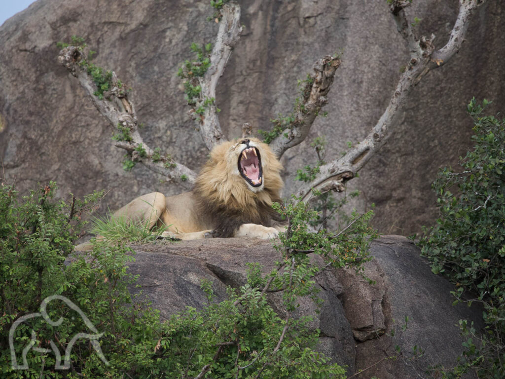 gapende mannetjes leeuw met grote hoek tanden op en tussen de kopjes van de serengeti tanzania