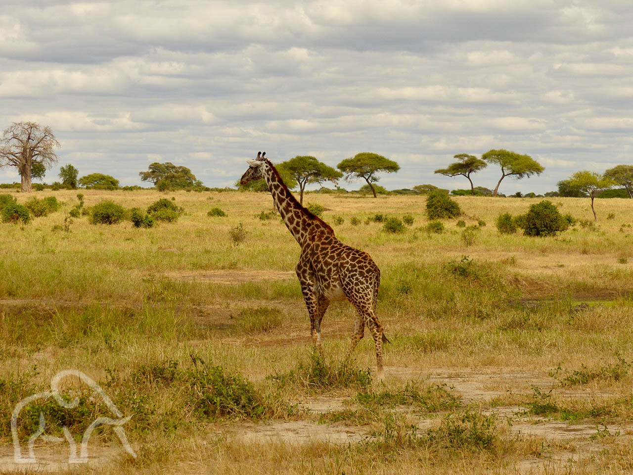Safari Tanzania Serengeti Giraf