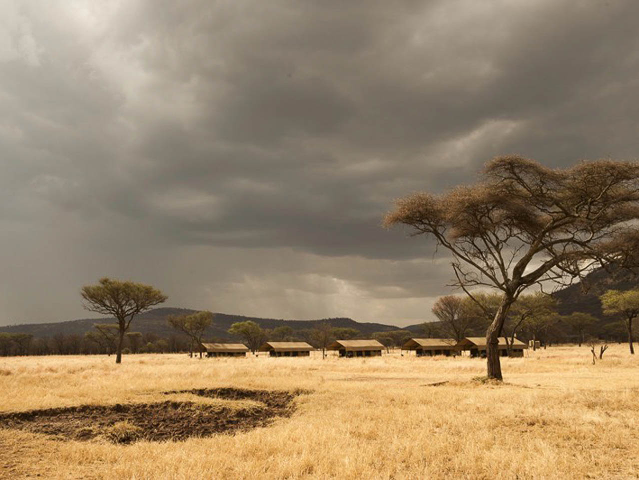 donkere wolken boven de serengeti met op de voorgrond geel gras een acacia en daarachter vier safari tenten