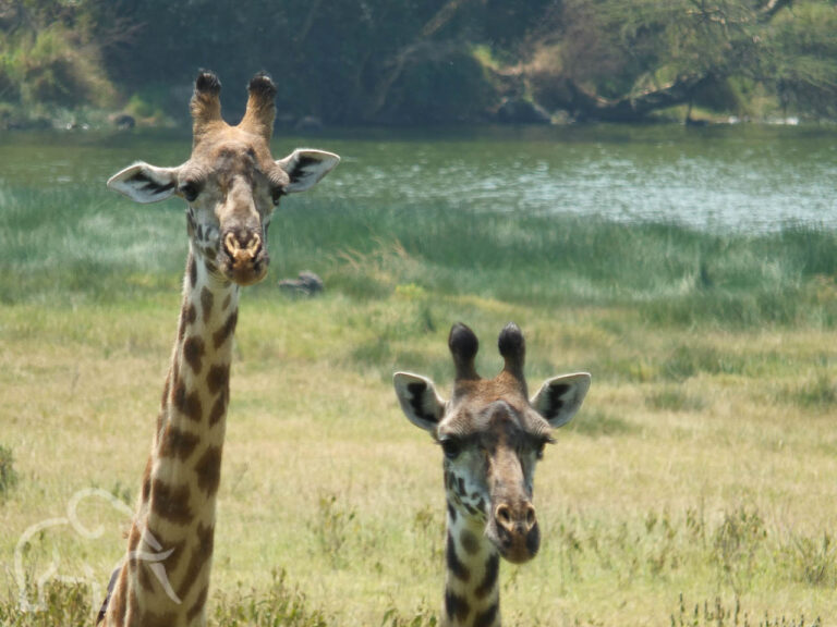 twee giraffes die je nieuwsgierig aankijken met water op de achtergrond