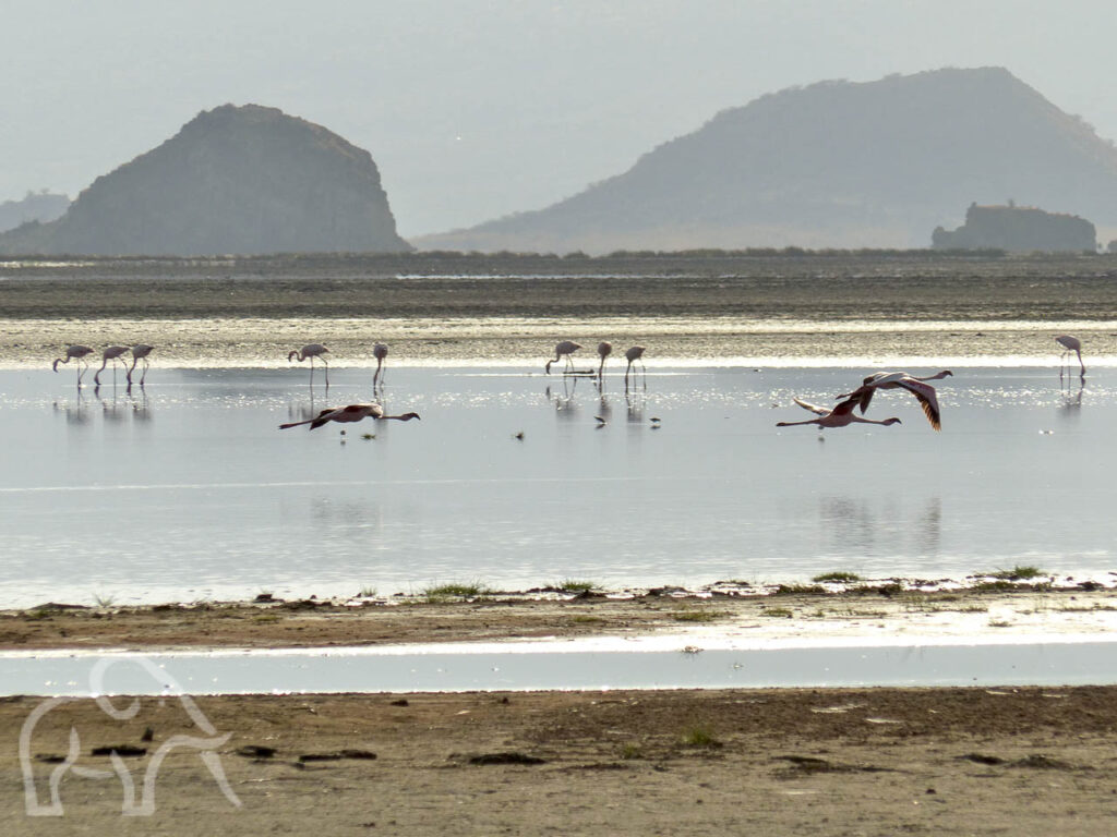 klein strandje met daar achter Lake Natron waar flamingo's over heen vliegen en in het water lopen op zoek naar voedsel