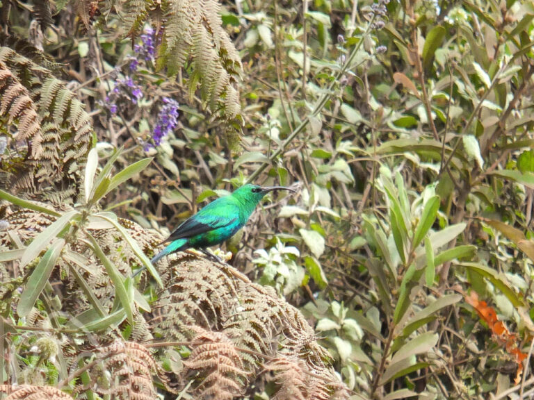 groene glanzende kleine vogel met lange zwarte snavel zittend op een dorre varen