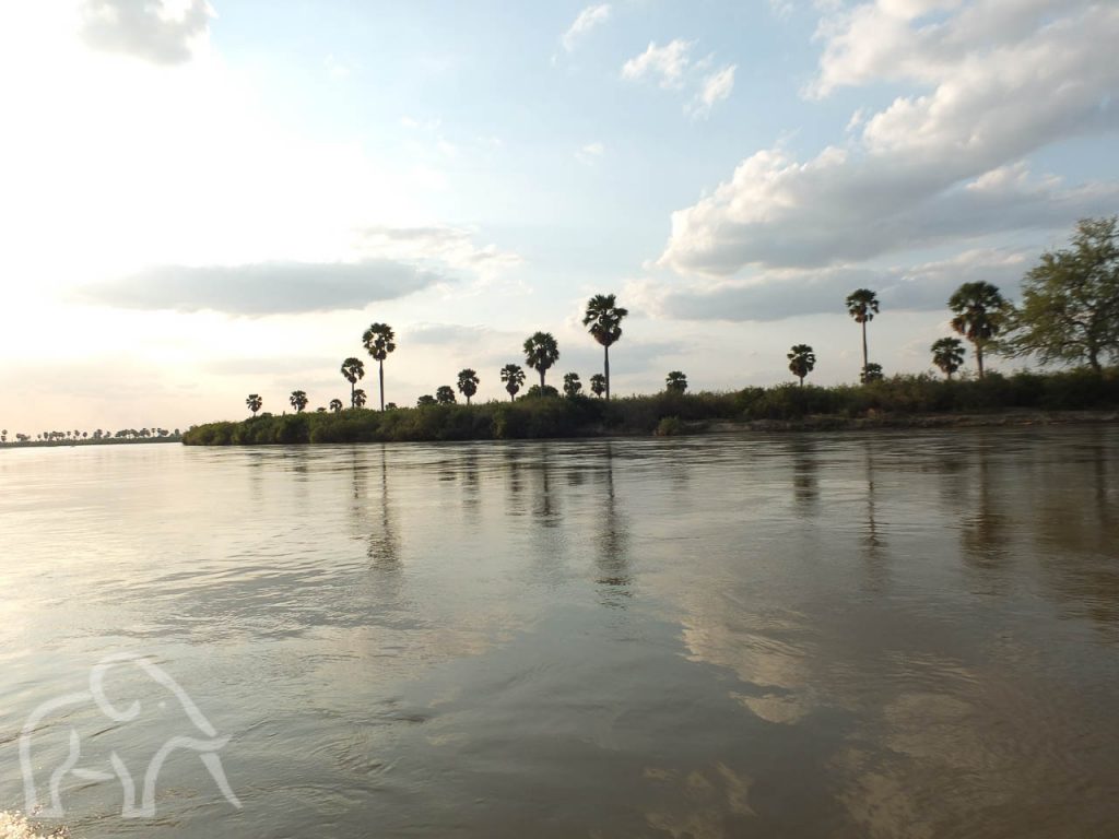 vanaf de boot tijdens een bootsafari op de Rufiji rivier met aan de oevers palmbomen en struiken in selous national park tanzania