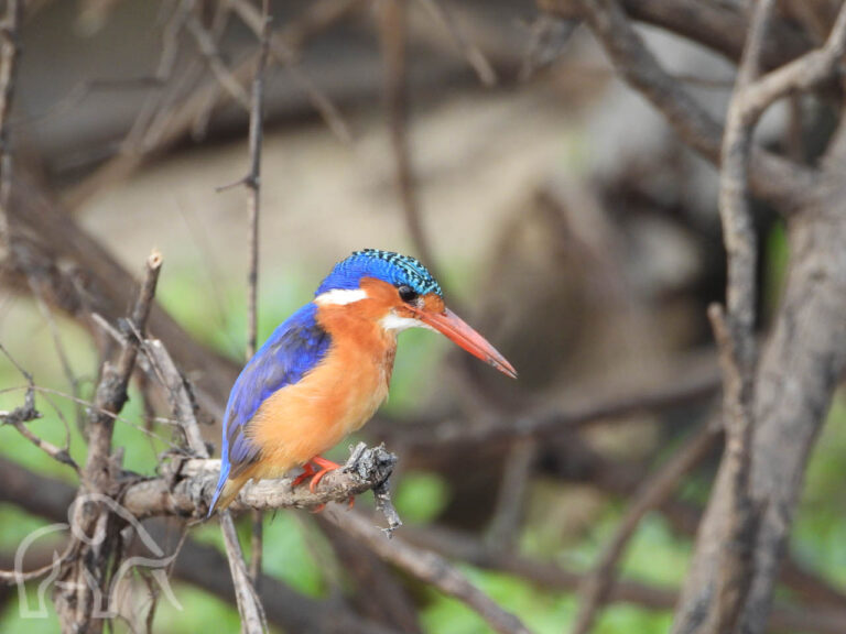 close up van een blauwe met oranje gekleurde ijsvogel op een takje bij de rufiji rivier selous
