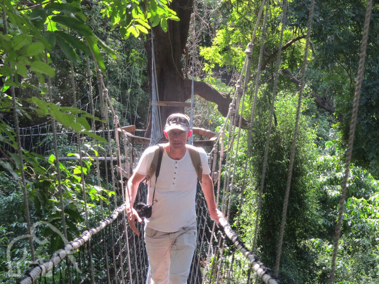 man met petje lopend over de touwbrug vanTreetop walkway