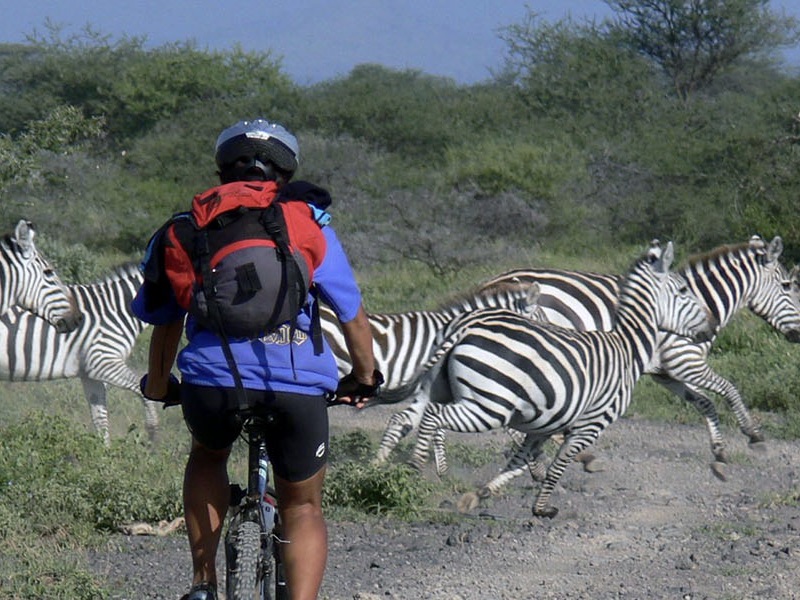 Tanzania rondreis. Activiteiten. Man op mountainbike safari waar voor hem de zebra's de weg over rennen in het Arusha national park.