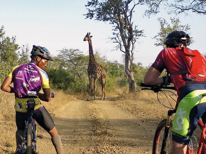 Safari activiteiten Tanzania mountainbiken. Twee mannen zitten op hun mountainbike maar staan stil Ze kijken naar een giraf die voor hun op de weg staat. Het is in Arusha National Park
