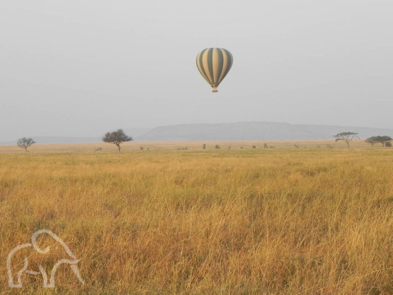 ballonsafari tanzania goudgeel hoog gras met een enkele acacia en een luchtballon die laag vlieg over de savannes van de serengeti