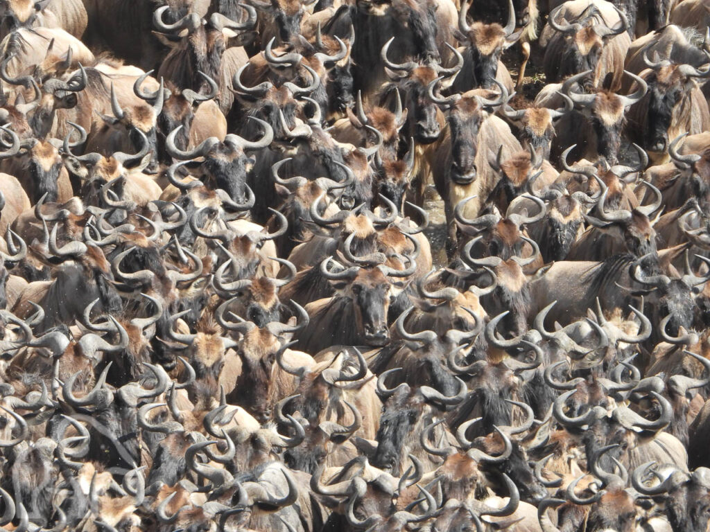 closeup foto van heel dicht op elkaar gepaste kudde gnoes tijdens hun oversteek van de mara rivier tanzania