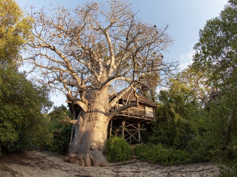 grote baobab met deels daarom heen een boomhut op maffia eiland tanzania