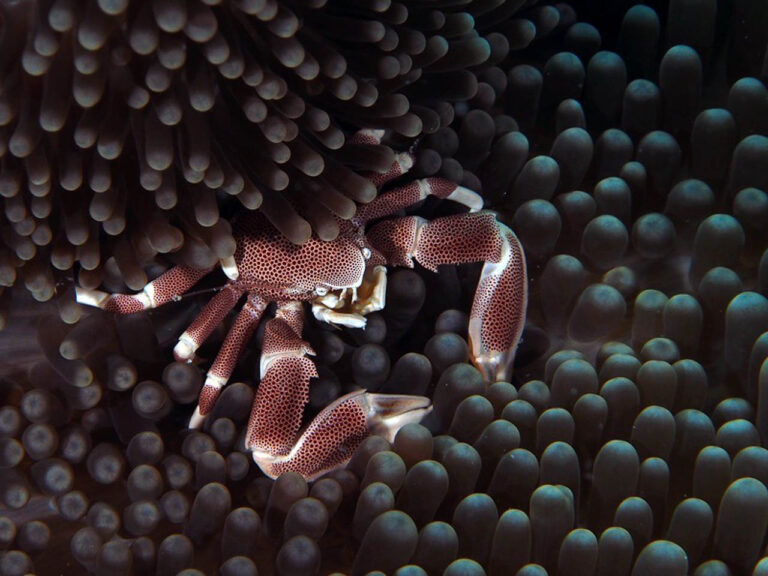 diep rode krab met zwarte stipjes verscholen tussen het koraal divepoint zanzibar