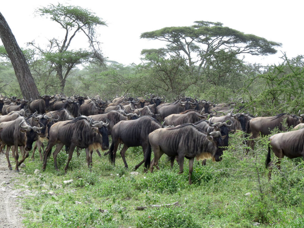 lopende gnoes tijdens hun migratie bij Ndutu serengeti