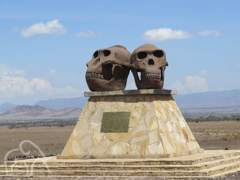 twee schedels op een sokkel bij de ingang van het olduvai gorge museum vlakbij de serengeti tanzania