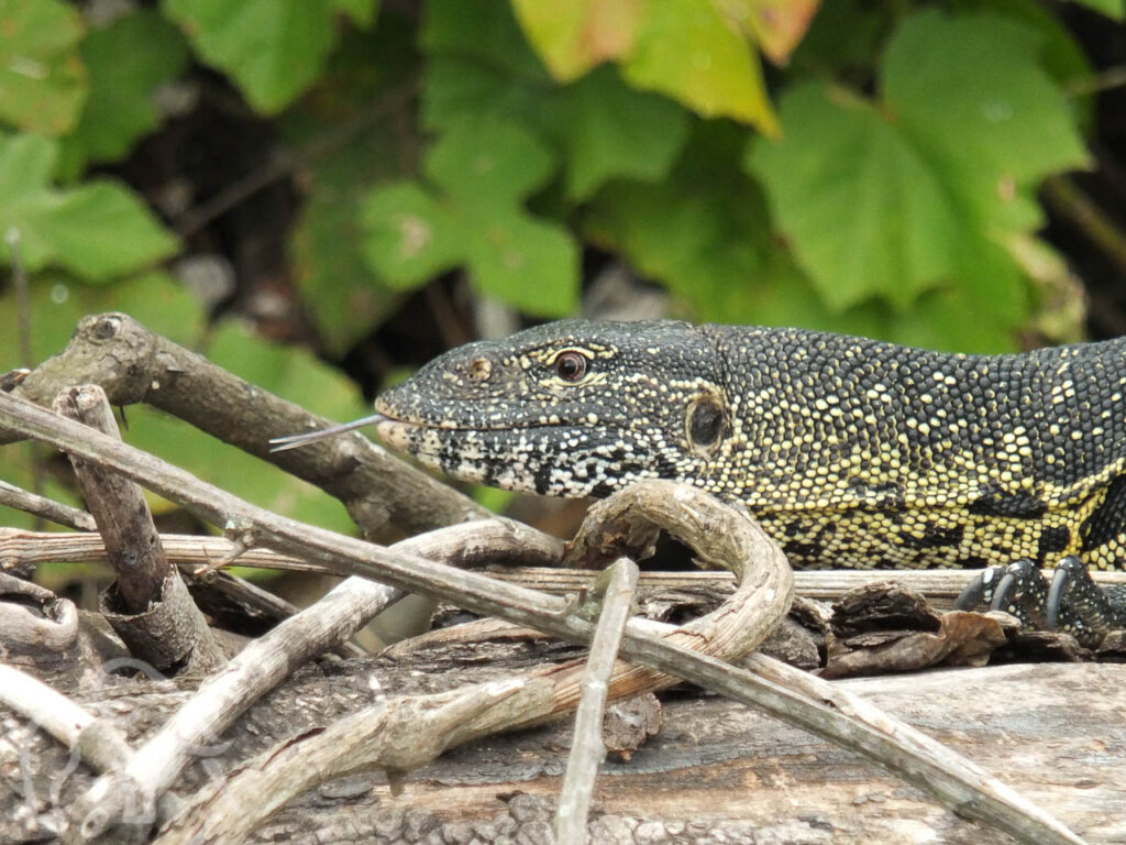 close up van een deel van een lizard die donker grijs is met gele stippen en zijn tong uitsteekt