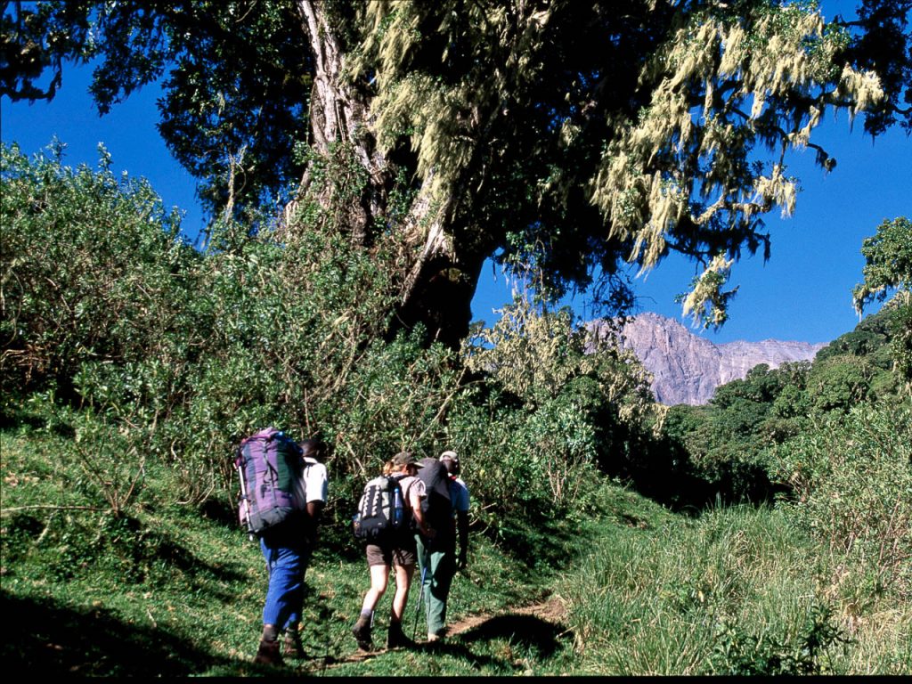 mensen met rugzakken en een gids lopend door een groene omgeving onderweg naar de top van de kilimanjaro tanzania