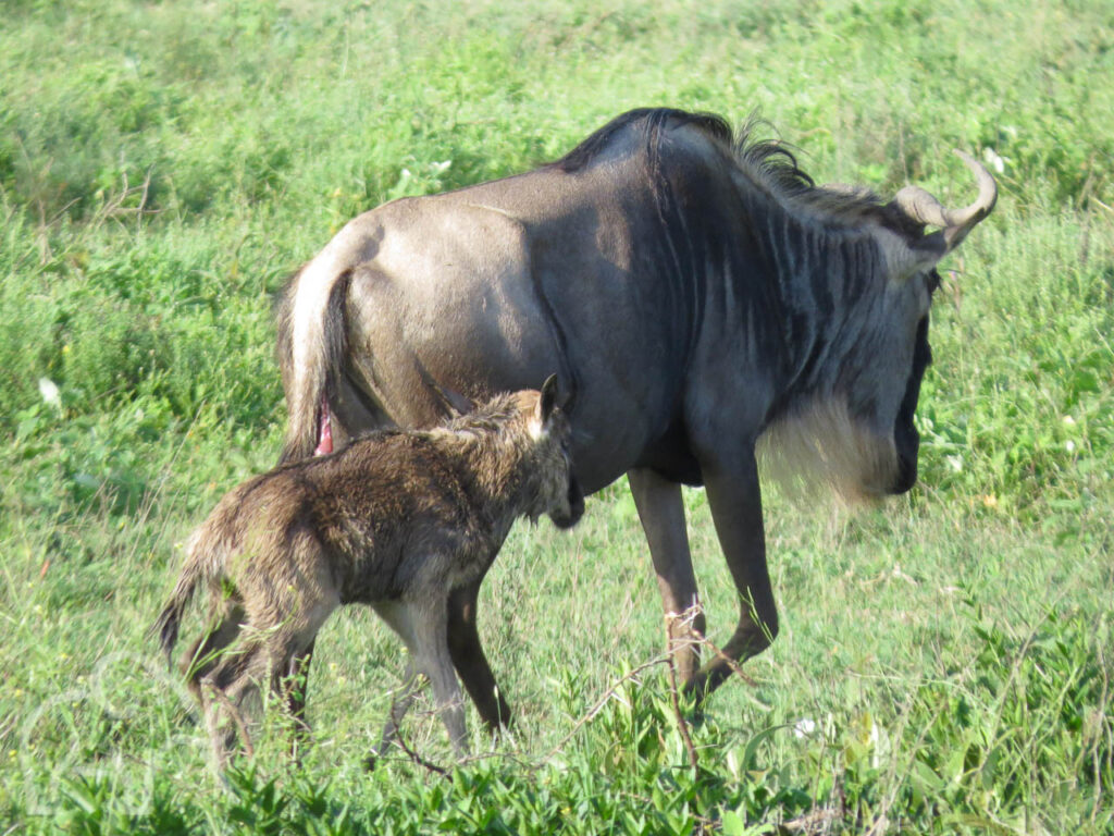 moedergnoe met nog nat kalfje net na de geboorte ndutu tanzania