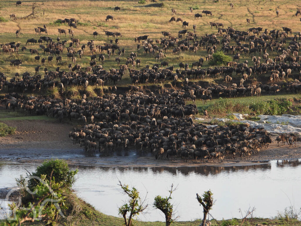 aan de oever van de mara rivier een grote kuddes van tienduizenden gnoes zoekend naar een plek om over te steken om vandaar hun migratie voort te zetten