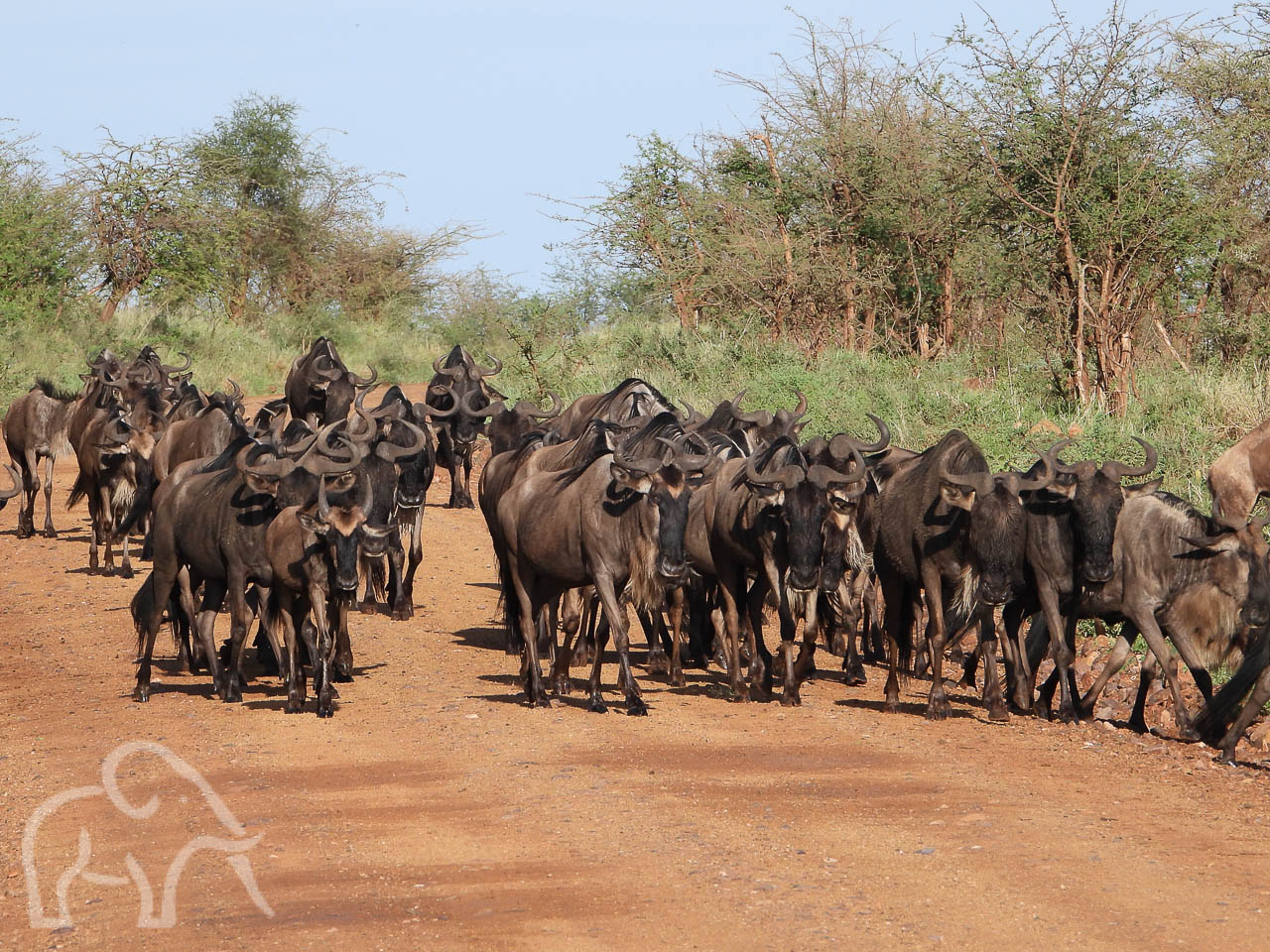 kudde sjokkende gnoes over de weg op de serengeti tijdens de migratie