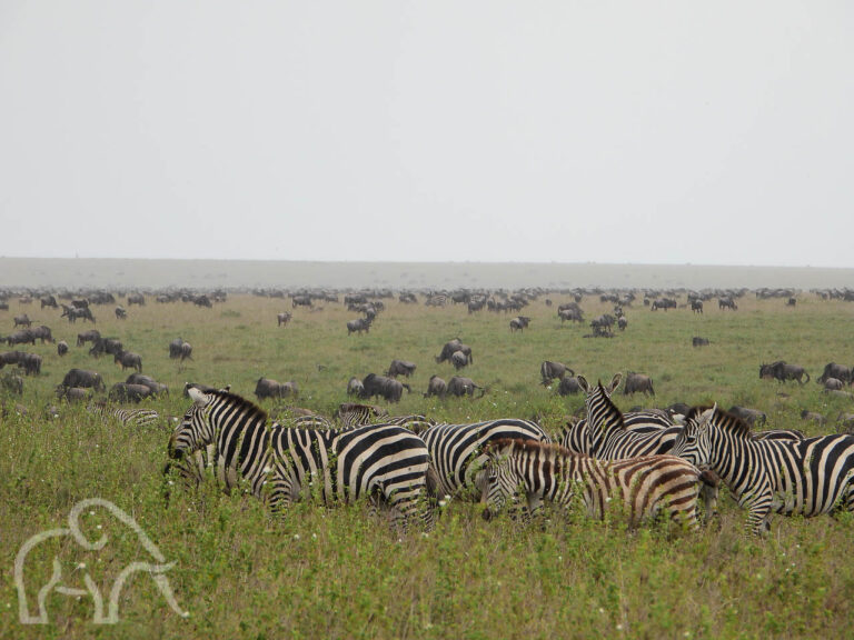 migratie van ontelbare aantallen zebra's en gnoes op de groene vlaktes van de serengeti