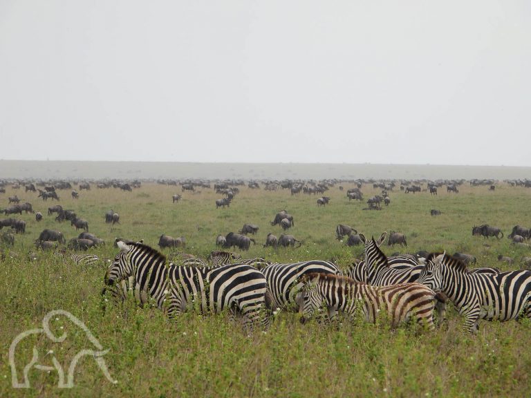 migratie van ontelbare aantallen zebra's en gnoes op de groene vlaktes van de serengeti