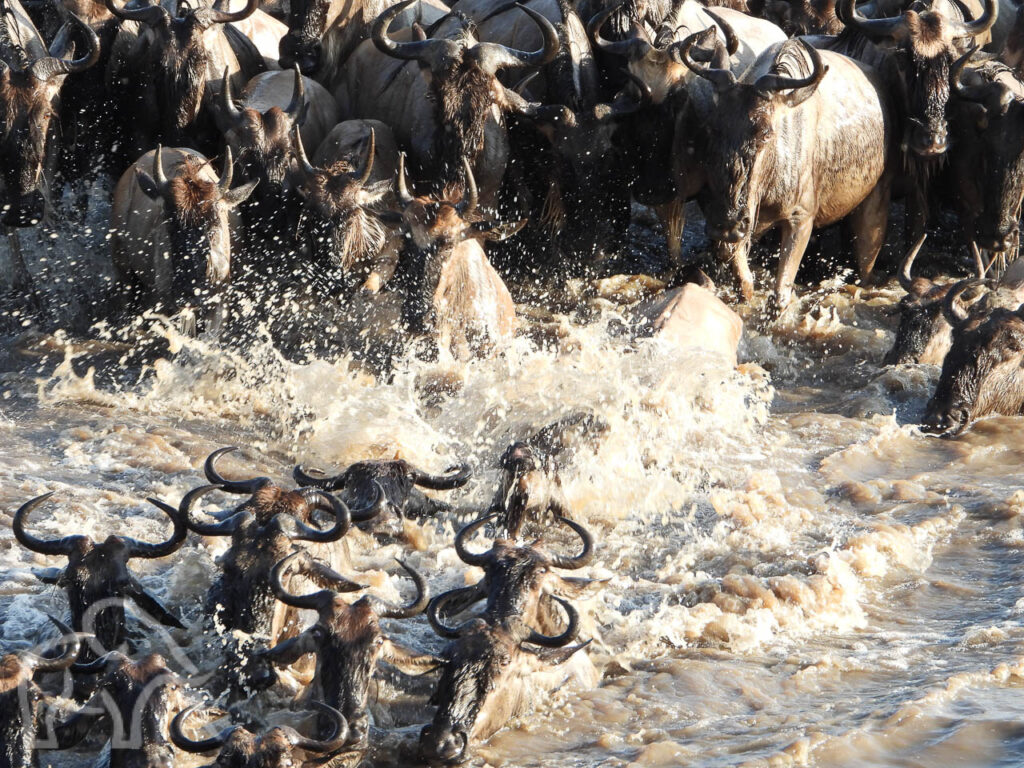 closeup van zwemmende en springende gnoes en opspattend bruin water tijdens een crossing op de mara rivier tanzania