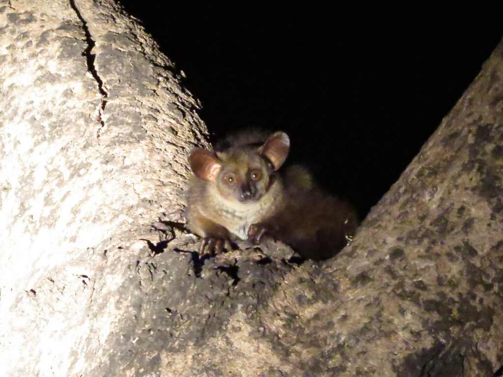 bush baby ons aankijkend met grote ogen en oren in de boom tijdens een nightgamedrive