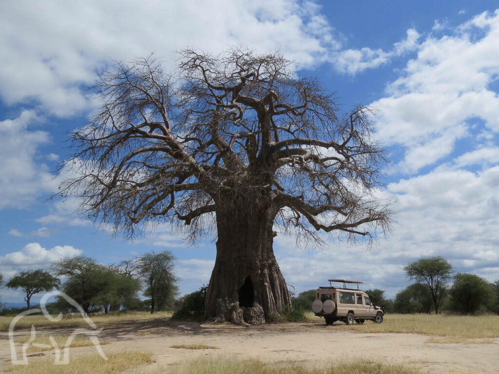 hele grote klas baobab van wel 6 meter in doorsnee en 40 meter hoog met daarnaast onze zeer klein lijkende droomreis tanzania safari auto