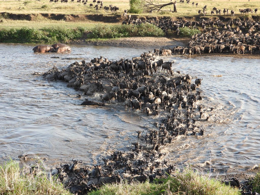 grote crossing van tienduizenden wildebeast over de mara rivier in een grote slier en verstoorde hippo's die uit het water komen tanzania