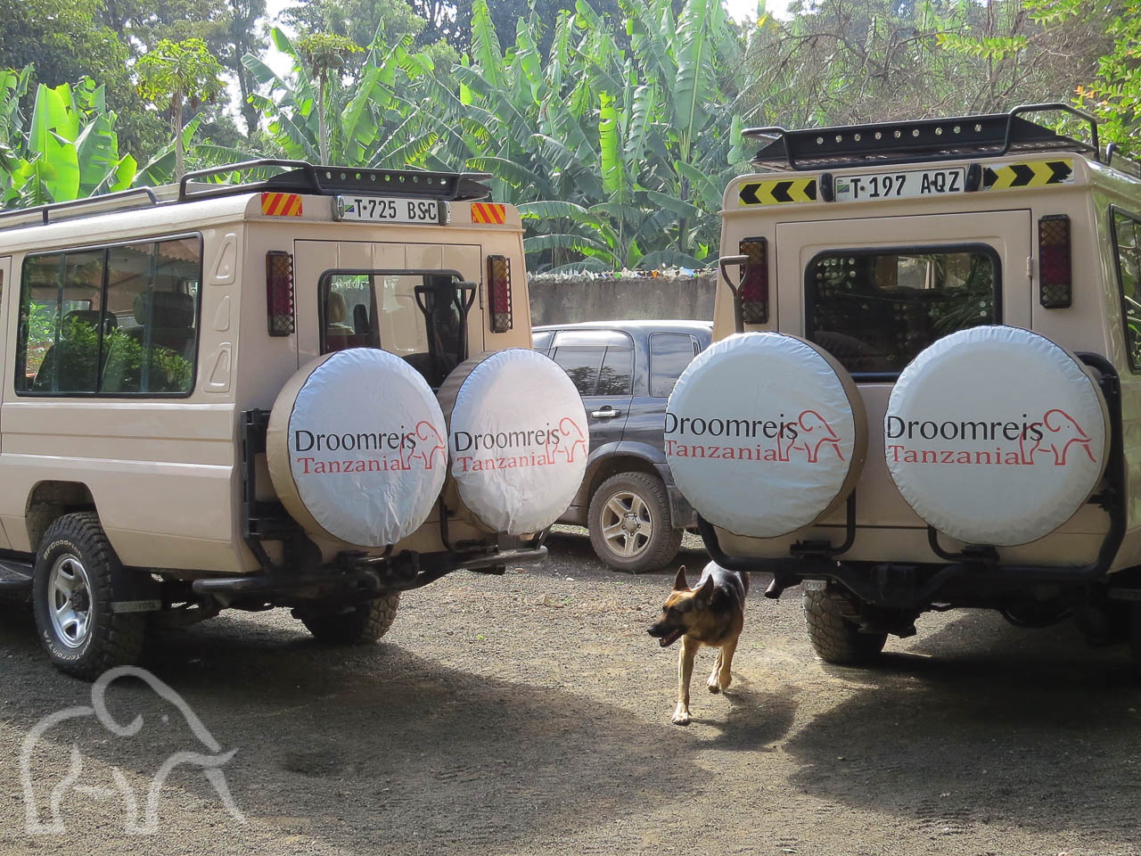 Safari Tanzania. Over Ons. Twee geparkeerde Droomreis Tanzania safari auto's met een herders hond ertussen