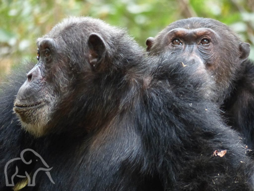 hoofden van twee chimpansees de ene kijkt naar links en de ander naar boven in mahale mountains national park tanzania tijdens luxe privé rondreis