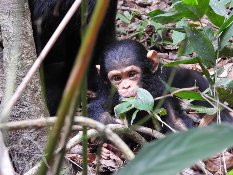 nieuwsgierige kleine chimpansee op de grond tussen struiken in Mahale tanzania
