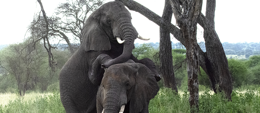 Parende olifanten in lake Manyara