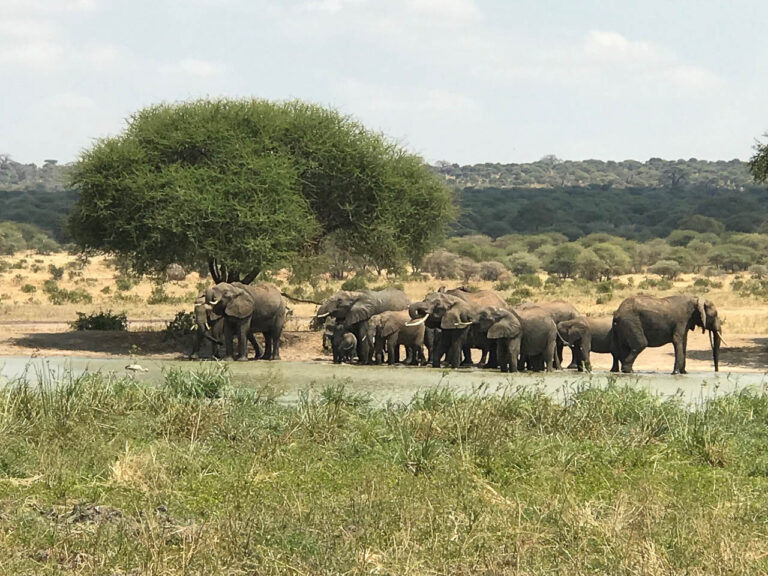 grote groep drinkende olifanten in een waterpoel in het nationaal park tarangire tanzania