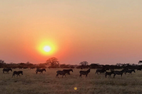 zonsondergang op de serengeti met zebra's in het gras