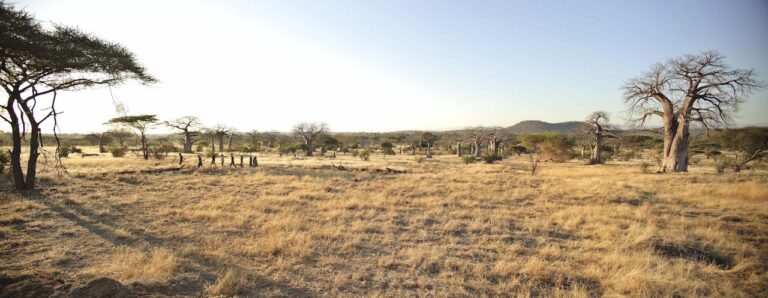 overzicht van het landschap van Ruaha met dor geel gras en baobab bomen